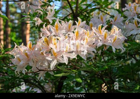 Belles fleurs blanches de Rhododendron de près, floraison luxuriante de Rhododendron occidentale Bush dans le jardin d'été. Banque D'Images