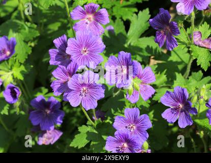 Un gros plan de Geranium × magnificum, cranesbill violet Banque D'Images