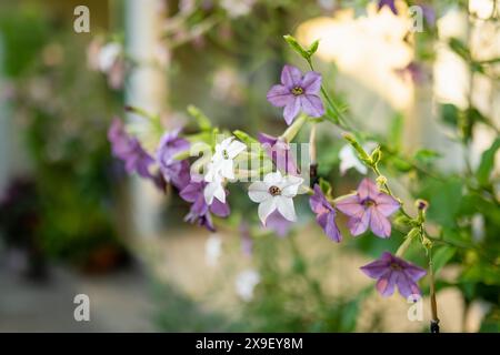 De belles fleurs de tabac blanc et rose fleurissent les jours d'été à l'extérieur. Fleurs de tabac parfumées ornementales illuminées par des rayons du soleil. Nicotiana alat Banque D'Images