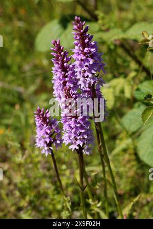 Orchidées ponctuées communes, Dactylorhiza fuchsii, Orchidaceae. Totternhoe Knolls, Bedfordshire, Royaume-Uni Banque D'Images