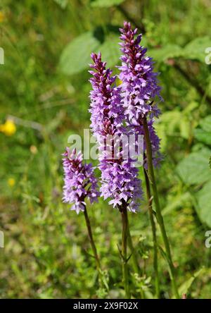 Orchidées ponctuées communes, Dactylorhiza fuchsii, Orchidaceae. Totternhoe Knolls, Bedfordshire, Royaume-Uni Banque D'Images