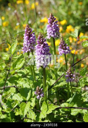 Orchidées ponctuées communes, Dactylorhiza fuchsii, Orchidaceae. Totternhoe Knolls, Bedfordshire, Royaume-Uni Banque D'Images