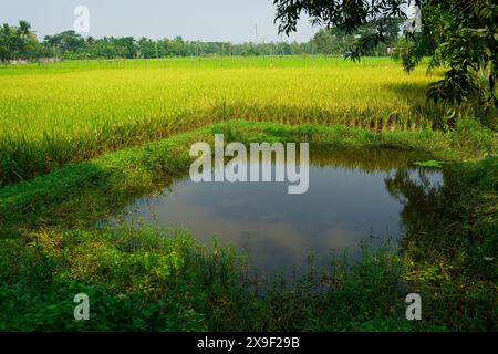 Les rizières, les canaux d'eau et les lacs sont visibles dans le paysage des Sundarbans indiens, la plus grande forêt de mangroves du monde. rura immaculée Banque D'Images