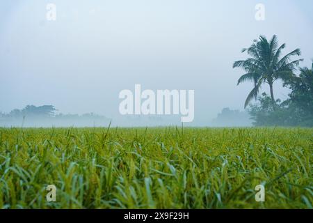 Les plants de riz des rizières sont vus de près dans les Sundarbans indiens, la plus grande forêt de mangroves du monde. Habitat rural vierge dans le pays Banque D'Images