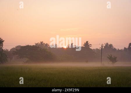 Les plants de riz des rizières sont vus de près au lever du soleil dans les Sundarbans indiens, la plus grande forêt de mangroves du monde. Habitat rural vierge en t Banque D'Images