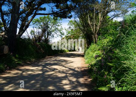 Homme et femme chevauchant en calèche le long de l'une des routes principales bordées d'arbres tranquilles des îles Anglo-Normandes Big Sark lors d'un beau jour de mai ensoleillé Banque D'Images