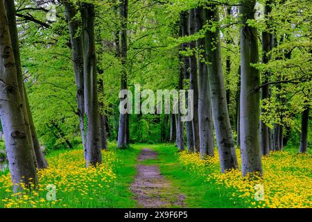 Forêt avec marguerites jaunes Banque D'Images