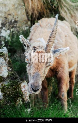 Spécimen de bouibex pâturant et reposant dans la haute vallée du Gesso au printemps, Cuneo (Piémont, Italie) Banque D'Images