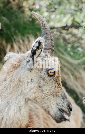 Spécimen de bouibex pâturant et reposant dans la haute vallée du Gesso au printemps, Cuneo (Piémont, Italie) Banque D'Images