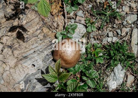 Champignon dans une prairie alpine Banque D'Images