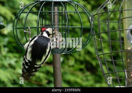 Un grand pic tacheté mâle (Dendrocopos major) se nourrissant d'une mangeoire d'oiseaux en cage dans un jardin du Yorkshire. Banque D'Images