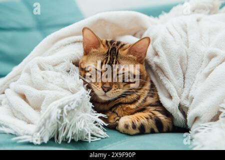Chat Kitty du Bengal couché sous la couverture blanche de la fureur à l'intérieur Banque D'Images