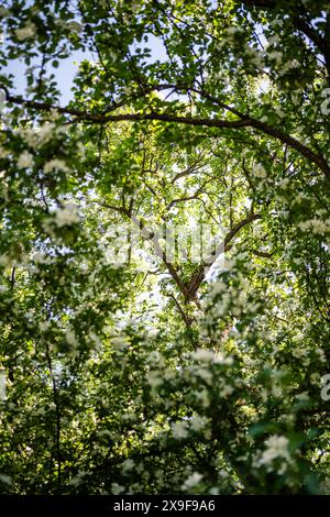Pommier blanc fleuri, gros plan doux. Printemps, saison dans la nature. Banque D'Images