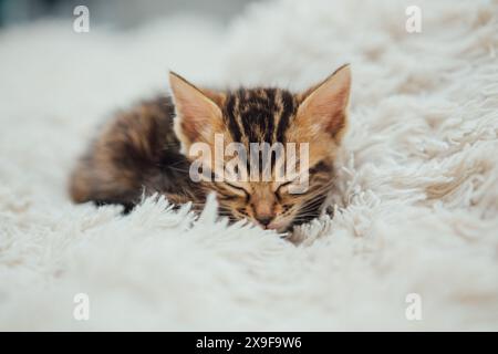 Joli marbre chaton bengale âgé d'un mois dormant sur la couverture de fourrure blanche. Banque D'Images