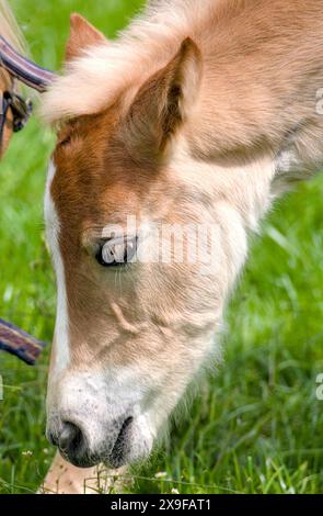 Beau portrait d'un joli jeune poulain Haflinger Banque D'Images