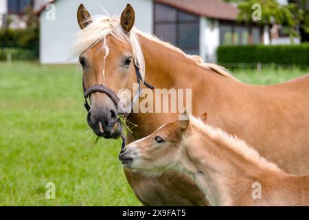 Beau portrait d'un joli jeune poulain Haflinger Banque D'Images