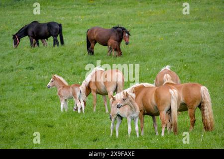 Un troupeau de beaux chevaux Haflinger, juments avec leurs poulains mignons Banque D'Images