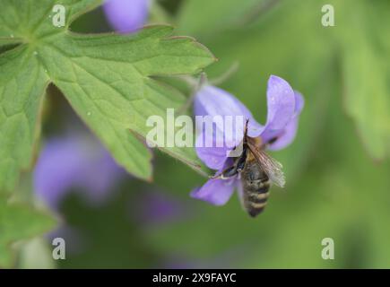 Abeille collectant le nectar de iside a fleur de salvia pratensis (prairie clary ou sauge de prairie), gros plan Banque D'Images