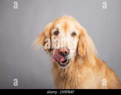 Portrait d'un Golden retriever léchant ses lèvres devant un fond gris Banque D'Images