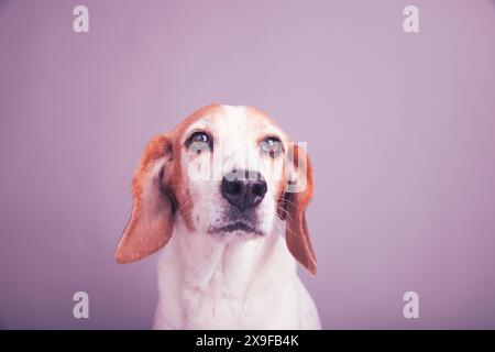 Portrait d'un beagle assis devant un fond violet Banque D'Images