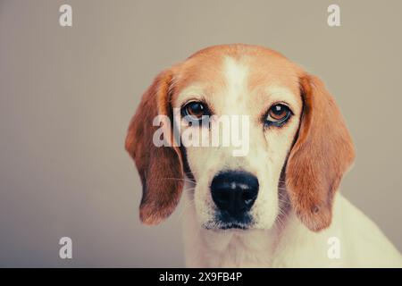 Portrait d'un beagle assis devant un fond gris Banque D'Images