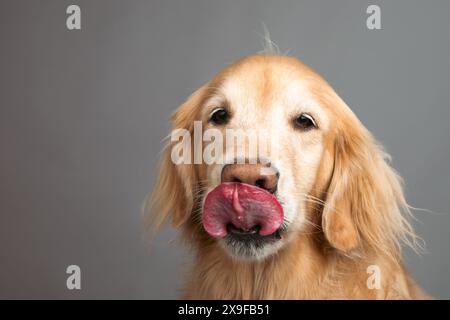 Portrait d'un Golden retriever léchant ses lèvres devant un fond gris Banque D'Images