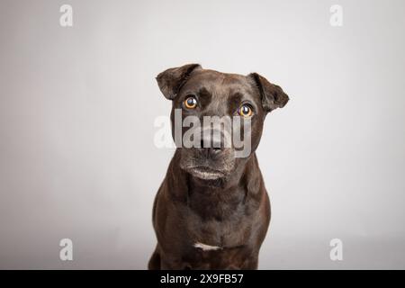 Portrait d'un mélange terrier noir assis devant un fond gris Banque D'Images