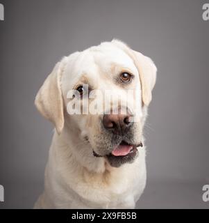 Portrait d'un labrador retriever blanc assis devant un fond gris Banque D'Images