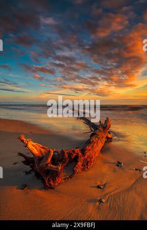 Morceau de bois flotté sur une plage de la mer Baltique au coucher du soleil, Lituanie Banque D'Images