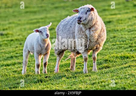 Deux moutons debout côte à côte mangeant de l'herbe sur une digue près de la rivière EMS, Frise orientale, basse-Saxe, Allemagne Banque D'Images