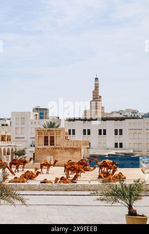 Chameaux à Doha dans la région du Souq Waqif Banque D'Images