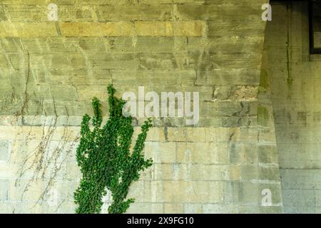 L'usine de Tendril grimpe sur une construction de pont plus ancienne avec des briques calcaires et du béton. Banque D'Images