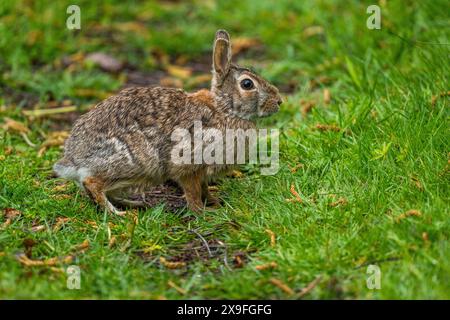 Un lapin se nourrit d'herbe à Juanita Bay Park, Lake Washington à Kirkland, État de Washington, États-Unis. Banque D'Images