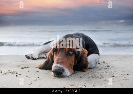 Basset Hound séjournant sur la plage en été Banque D'Images