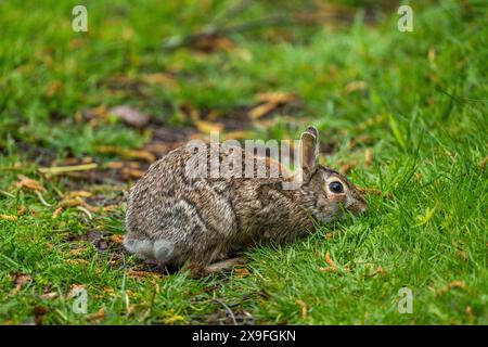 Un lapin se nourrit d'herbe à Juanita Bay Park, Lake Washington à Kirkland, État de Washington, États-Unis. Banque D'Images