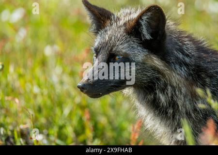 Le Renard Argenté, Le Renard Noir Ou Le Renard Bleu Est Une Forme Melanique Du Renard Roux Vulpes Vulpes 2t9m3xh