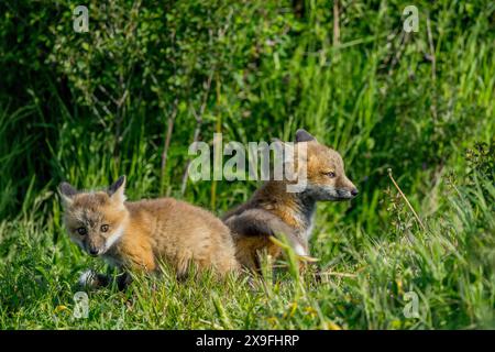 Deux renards rouges (Vulpes vulpes) chiot (kit) jouant près de la tanière sur l'île de San Juan dans les îles de San Juan dans l'État de Washington, États-Unis. Banque D'Images