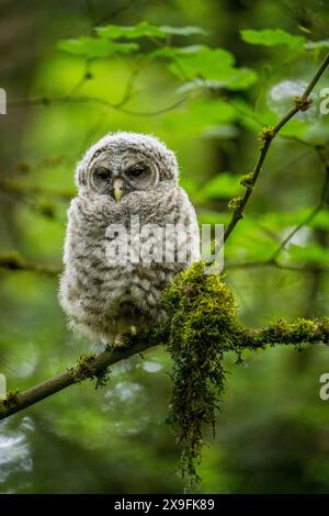 Gros plan d'une chouette juvénile (Strix varia) nouvellement écaillée, également connue sous le nom de chouette barrée du nord, chouette rayée, perchedand dormant dans un arbre, in Banque D'Images