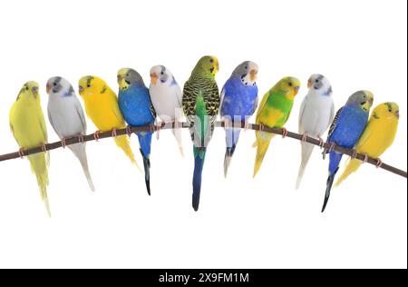 budgerigars perruches australiennes isolées sur fond blanc Banque D'Images