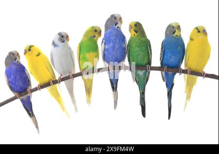 budgerigars perruches australiennes isolées sur fond blanc Banque D'Images