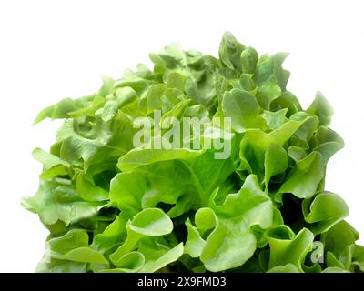 Salade de laitue de chêne vert, légumes hydroponiques, concept de produit commercial, légume frais vert sur fond blanc avec chemin de découpage, industrie alimentaire Banque D'Images