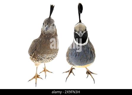 California Quail isolé sur un fond blanc Banque D'Images