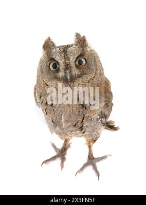 Hibou européen scops sur fond blanc Banque D'Images