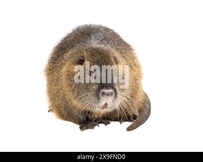 Coypu (Myocastor coypus) aka rat de rivière ou animal mammifère nutria isolé sur fond blanc Banque D'Images