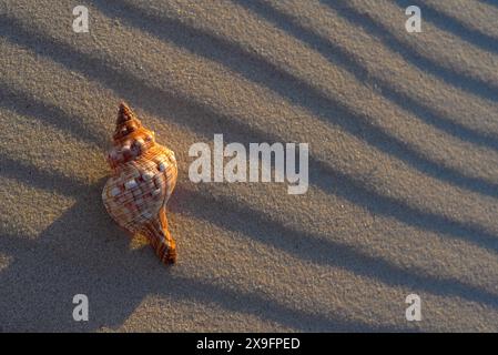 cockleshell sur le sable à coucher le soleil à la mer Banque D'Images