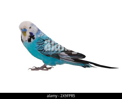 budgie bleu isolé sur fond blanc Banque D'Images