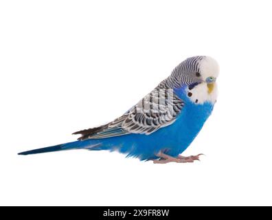 budgie bleu isolé sur fond blanc Banque D'Images