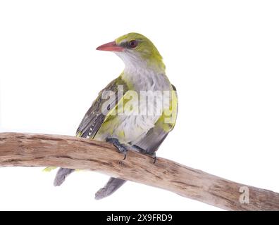 Jeune Oriole dorée eurasienne (Oriolus oriolus) isolé sur fond blanc Banque D'Images