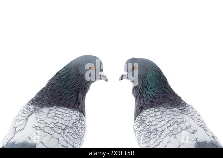 portrait de deux colombes isolées sur fond blanc Banque D'Images