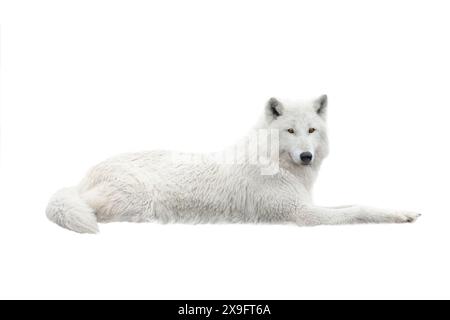 Un loup blanc arctique repose dans la neige. Isolé sur fond blanc. Banque D'Images